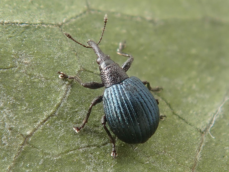 Apionidae: Holotrichapion pisi